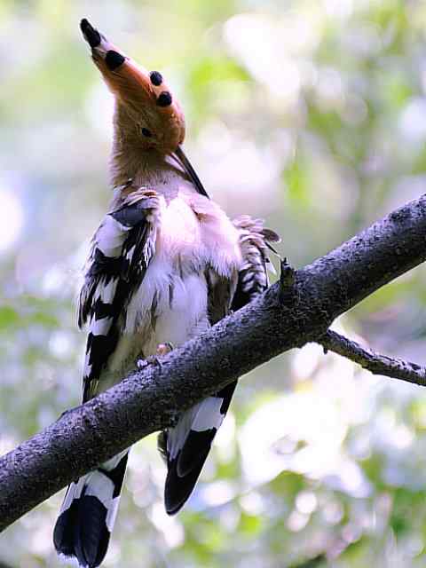 戴胜开冠数毛（鸟儿为悦己者容）