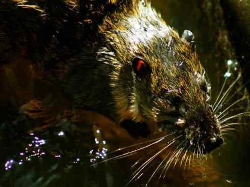 动物世界:山寨还是原创之十一 动物世界:山寨还是原创之十一