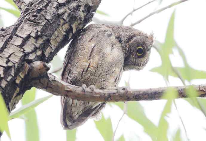 站岗放哨保母子平安的猫头鹰爸爸