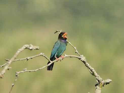 绝色攀禽：佛法僧目之三宝鸟