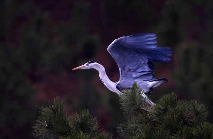 洋县两天观鸟，秦岭如此美妙！
