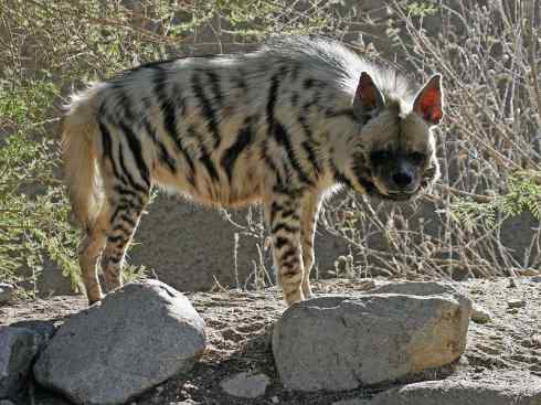 狈：传说的兽原型探秘（鬣狗）