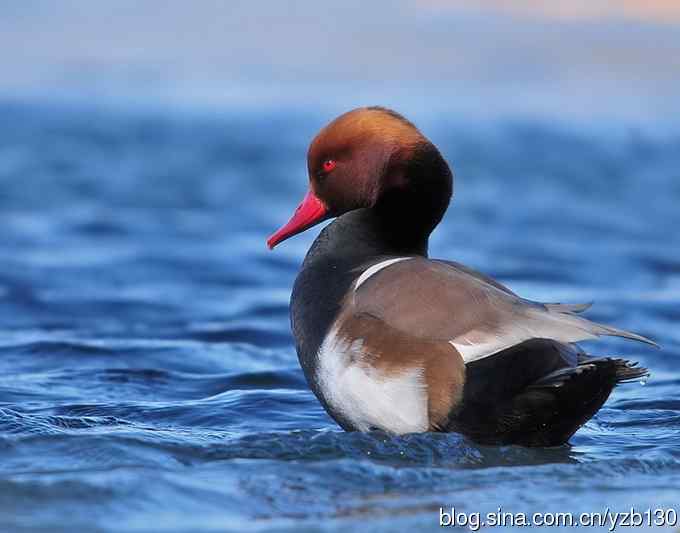 冰之蓝&bull;赤嘴潜鸭&bull;元宵节快乐（组图，15张图片）