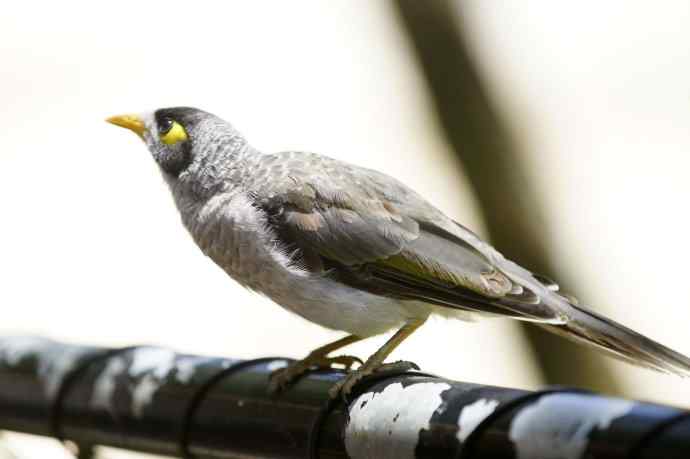 澳洲拍鸟鈥斺斘薮Σ辉诘暮诙羁笪勰 澳洲拍鸟鈥斺斘薮Σ辉诘暮诙羁笪勰