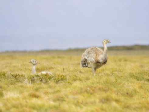 家禽驯化之源之十二