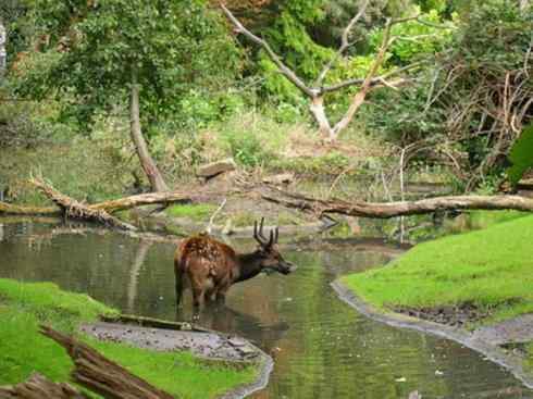 麒麟:传说的兽原型探秘(梅花鹿) 麒麟:传说的兽原型探秘(梅花鹿)