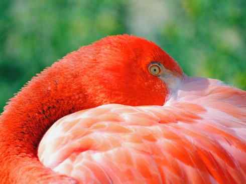 极品红色鸟类:火烈鸟 极品红色鸟类:火烈鸟