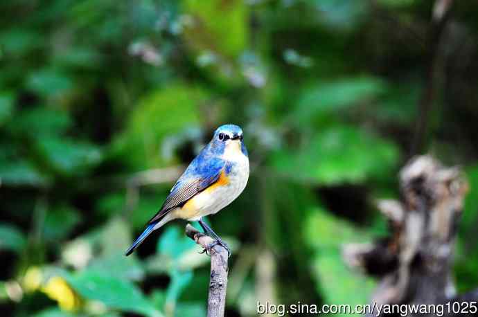 雄性红胁蓝尾鸲（17）