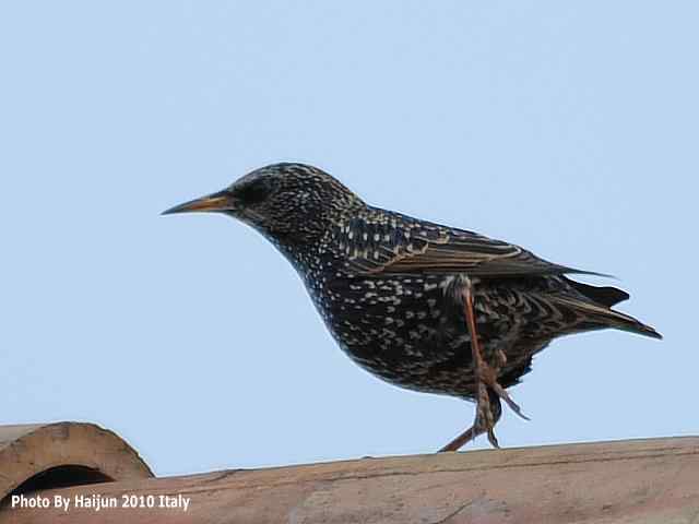 【亚平宁半岛之旅 wbr. wbr紫翅椋鸟】
