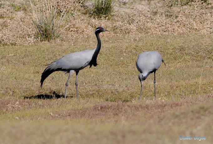 达里诺尔湖的蓑羽鹤 达里诺尔湖的蓑羽鹤