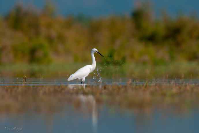 野鸭湖.生境白鹭