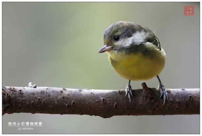 几张黄腹山雀
