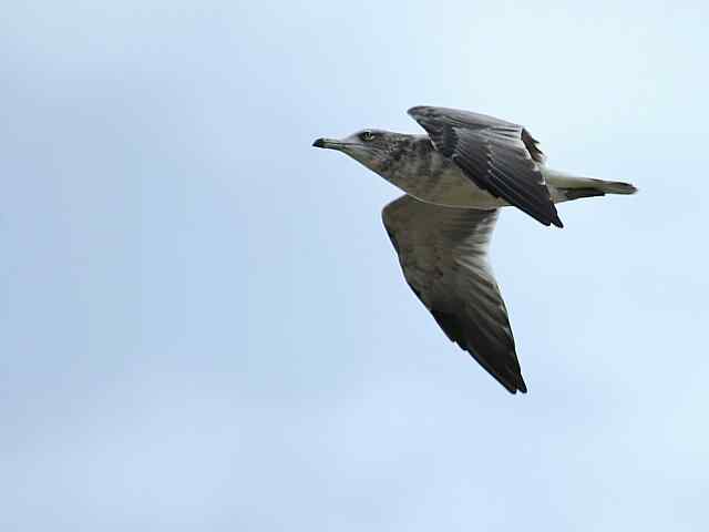 北戴河湿地演绎鸥鹭风情