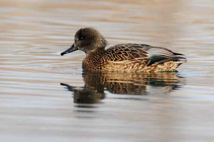 唐罗鸭 wbr八百里加急★