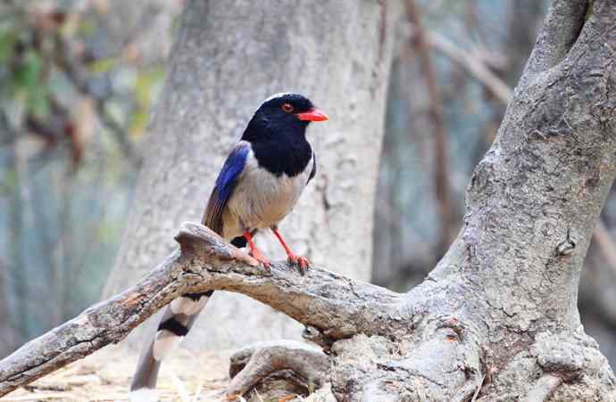 洋县两天观鸟，秦岭如此美妙！