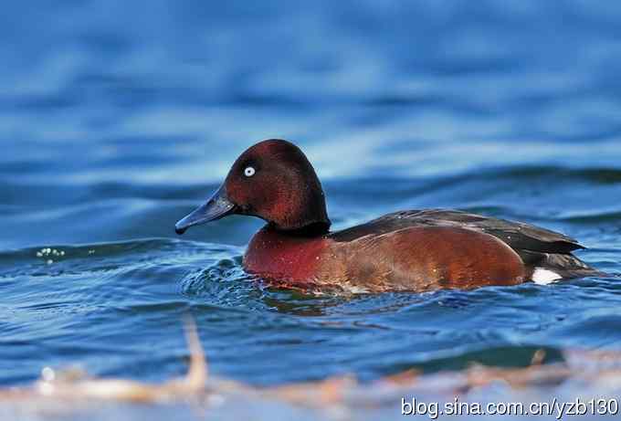 蓝之梦&bull;白眼潜鸭（组图，）