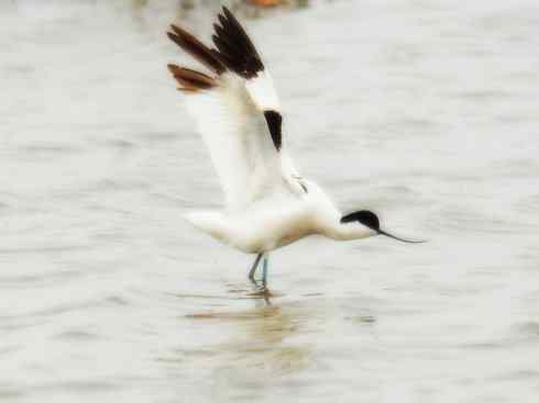 猎奇：奇特的鸟喙之五