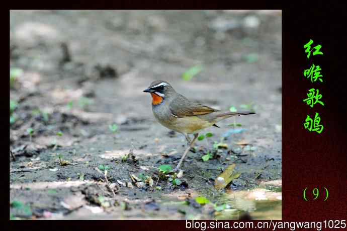 北京天坛公园的鸟类——红喉歌鸲（9）
