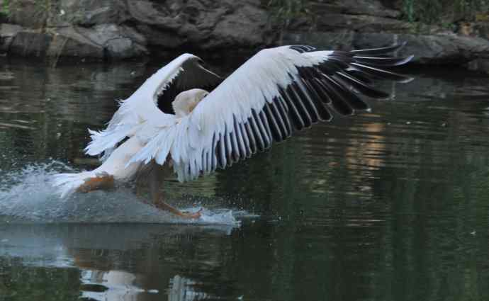 再拍大鹈鹕 wbr wbr4 再拍大鹈鹕 wbr wbr4