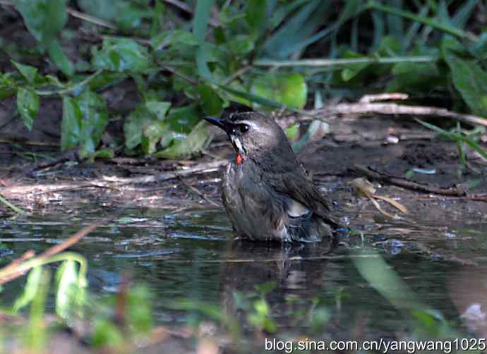 红喉歌鸲(雄性)续2 红喉歌鸲(雄性)续2
