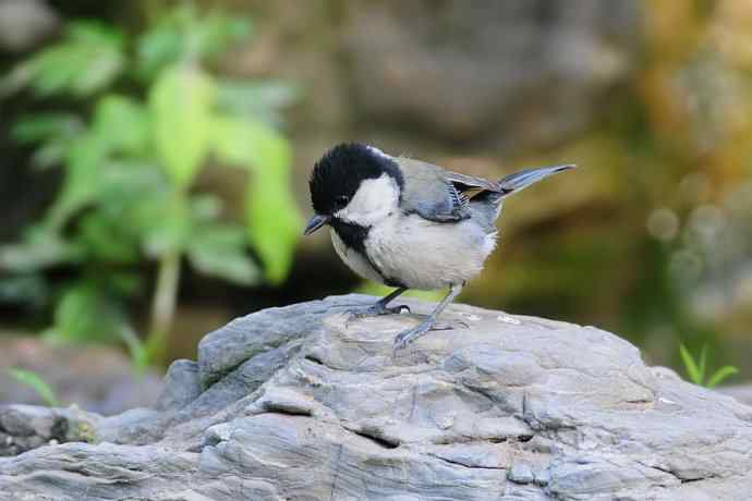 锡嘴雀与大山雀