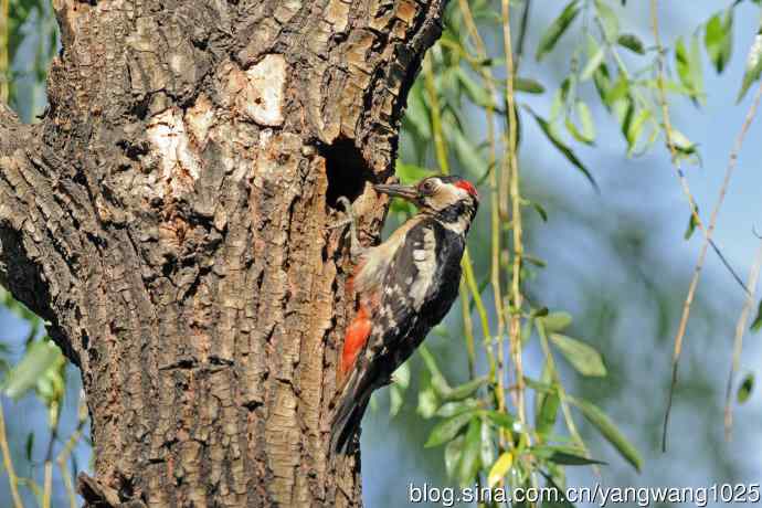 父子情深的大斑啄木鸟（3）