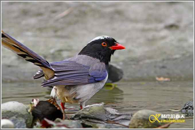 红嘴蓝雀一组【照片】