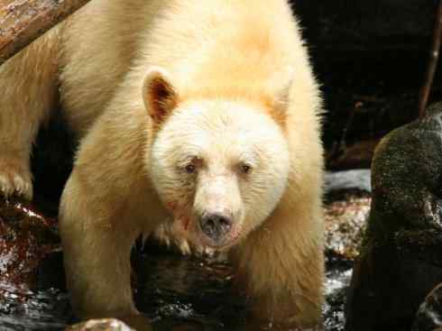 白虎：传说的兽原型探秘（孟加拉虎）