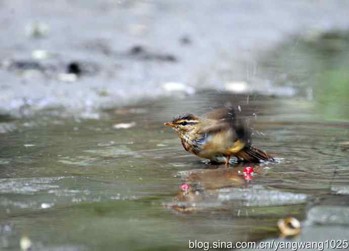 洗浴中的褐柳莺