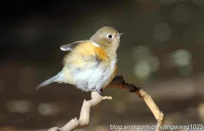 阳光下的红肋蓝尾鸲 wbr wbr1