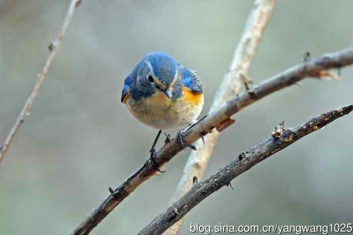 雄性红胁蓝尾鸲（23）