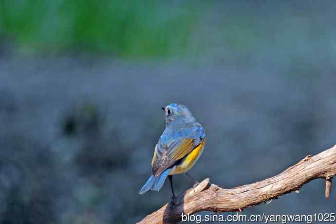 雄性红胁蓝尾鸲（33）