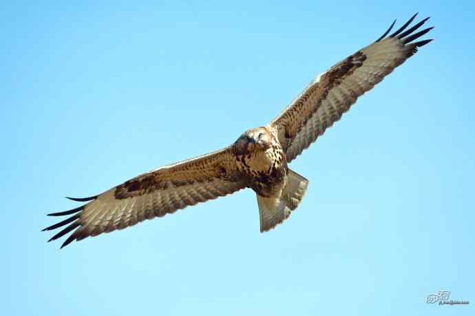 达里湖的大鵟