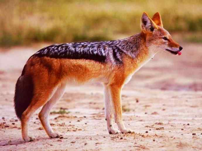 犬科：犬亚科犬属之金豺、黑背豺（胡狼类）