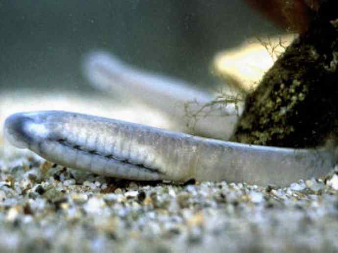 鱼类活化石：背眼七鳃鳗