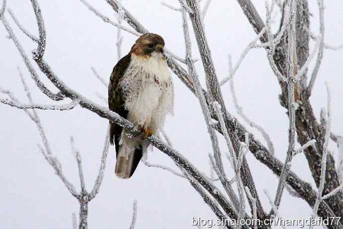 冬日里的红尾鵟
