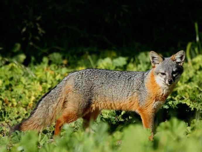犬科：狐亚科灰狐属之灰狐、岛屿灰狐