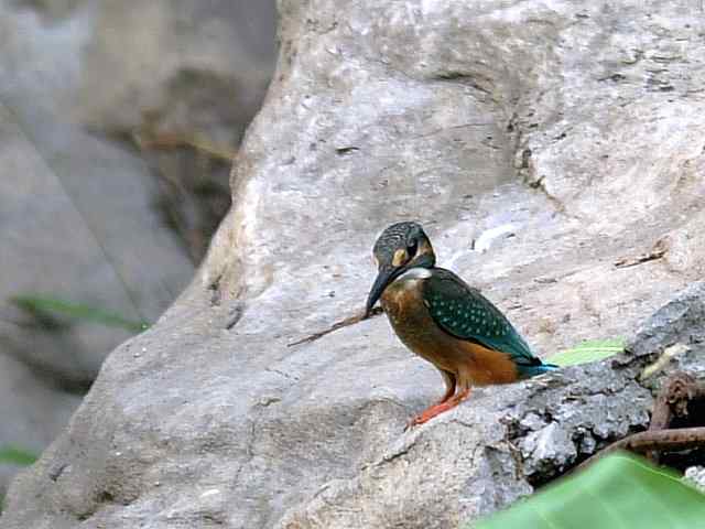 蒲洼围剿蓝矶鸫