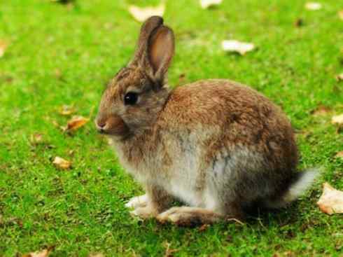 动物世界：山寨还是原创之十四