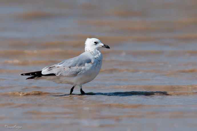 角百灵 wbr野鸭湖的一天