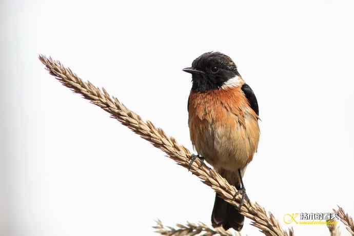 云南拍鸟的几张记录片