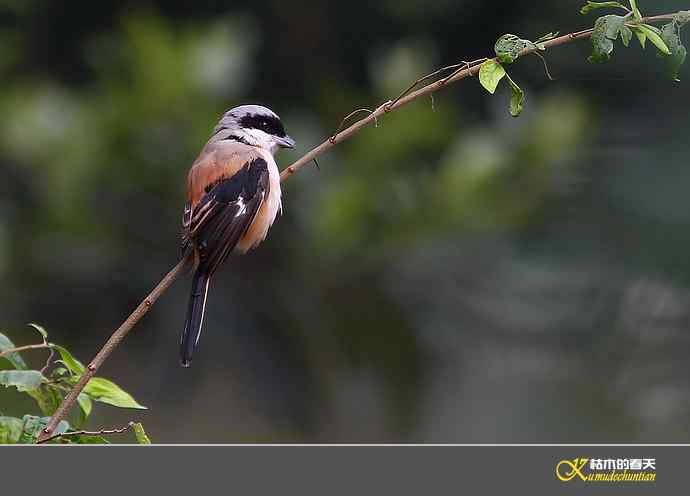 近期记录的杂鸟几片【实拍】