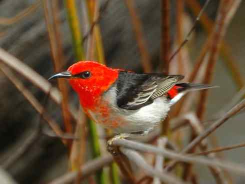 极品红色鸟类：绯红摄蜜鸟