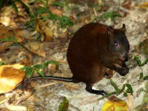 动物世界：山寨还是原创之十二