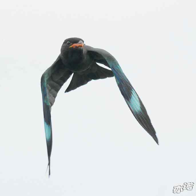 圆明园 wbr路 wbr三宝鸟(清晰、飞行版) 圆明园 wbr路 wbr三宝鸟(清晰、飞行版)