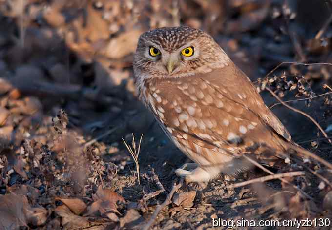 密林深处遭遇方头小猫（组图，12张图片）