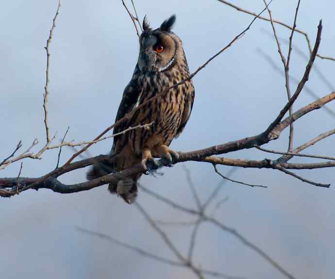 南海子湿地的长耳鸮 南海子湿地的长耳鸮