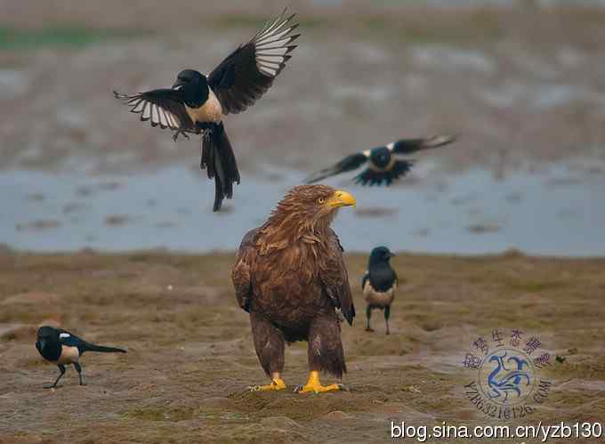 难忘断背山（组图，一个视频，20张图片）