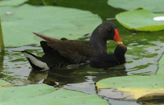 再拍黑水鸡（纪实）1