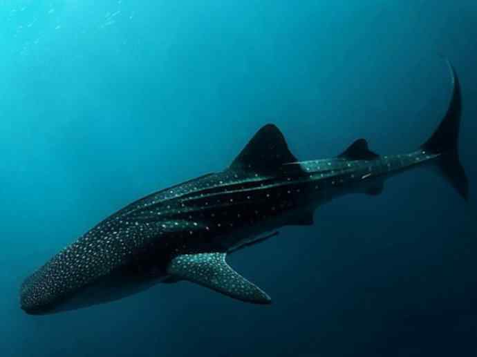 鱼类活化石：魔鬼鲨